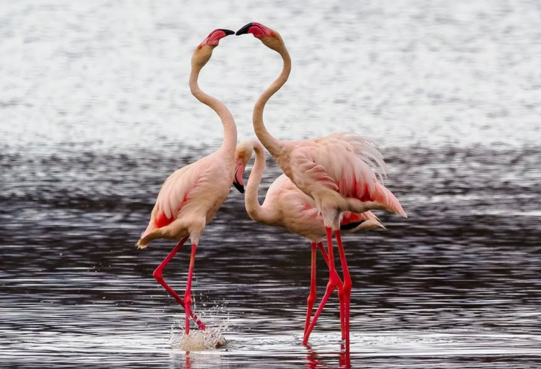 2-Day Lake Nakuru & Naivasha Safari Package