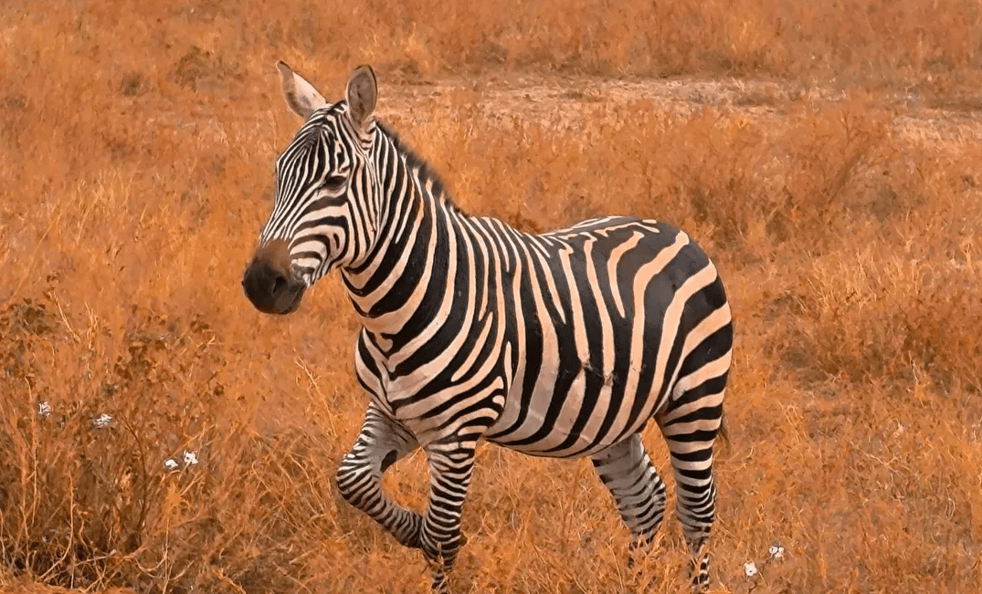 3-Day Tsavo East & Salt Lick Safari Package