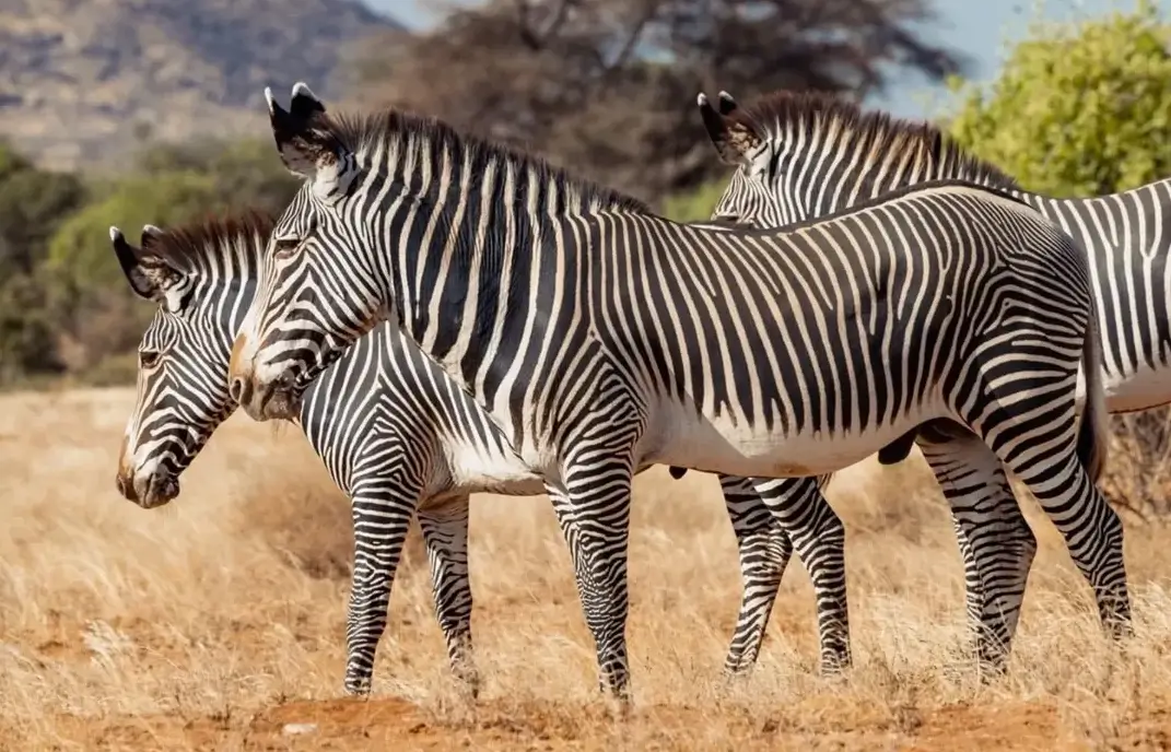 The Exclusive 3-Day Samburu Special Five Tracking Package