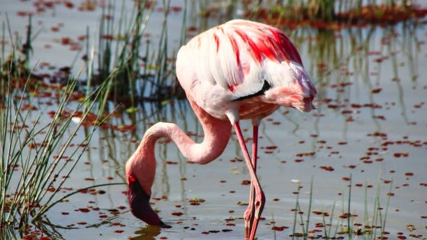 3-Day Budget Romantic Safari in Amboseli
