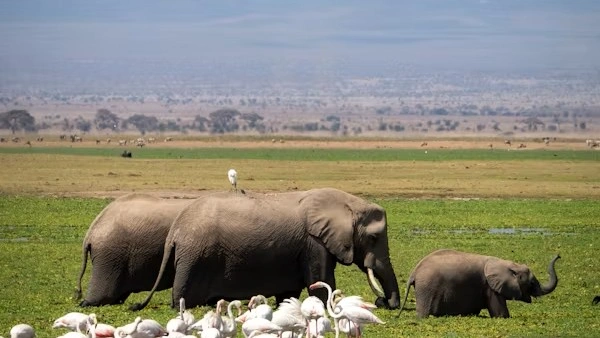 6-Day Mid-Range Amboseli, Nakuru & Mara Couples Safari