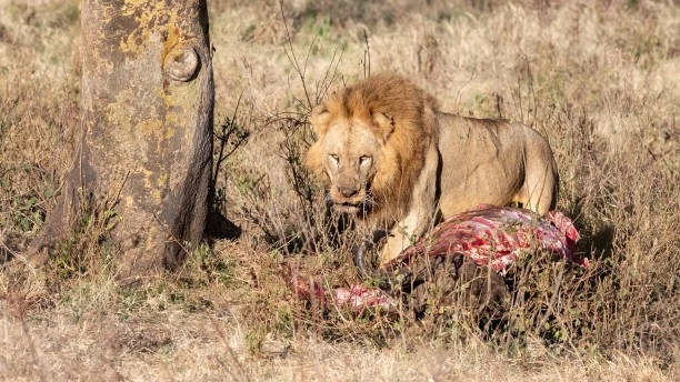 3-Day Masai Mara Budget Group Safari Holiday