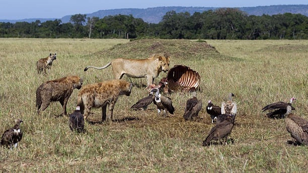 4-Day Nakuru & Masai Mara Group Safari Holiday