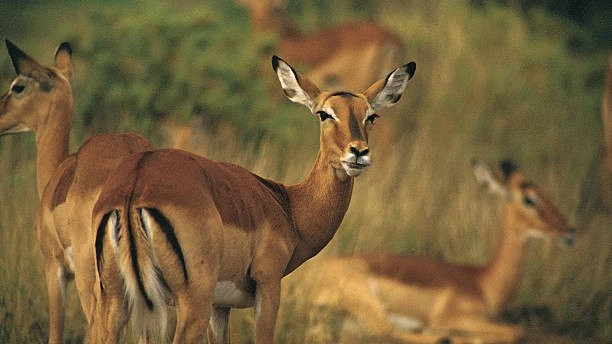 7-Day Classic Kenya Group Safari Holiday on a Budget