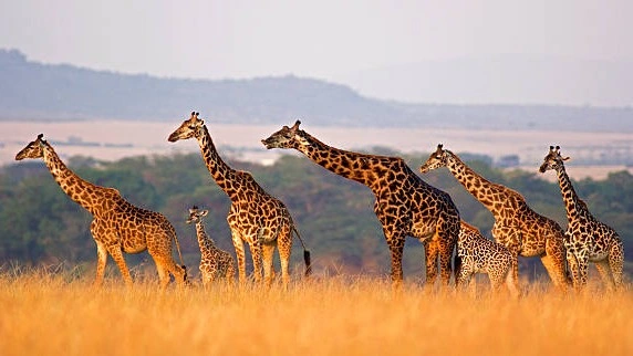 5-Day Best of Kenya Group Safari Holiday on a Budget