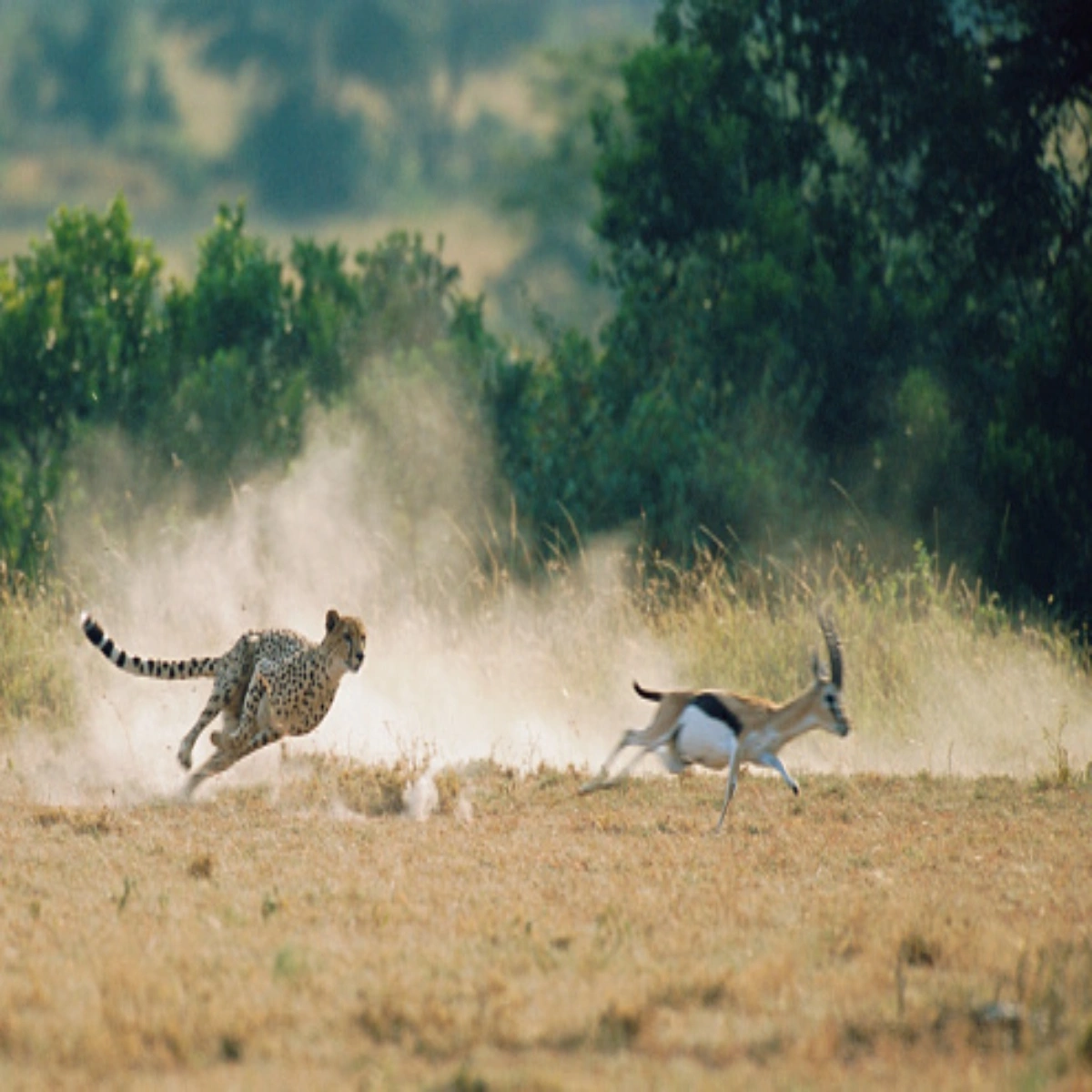 Bring the Family Together for a Magical 10-Day Kenya Safari & December Beach Escape