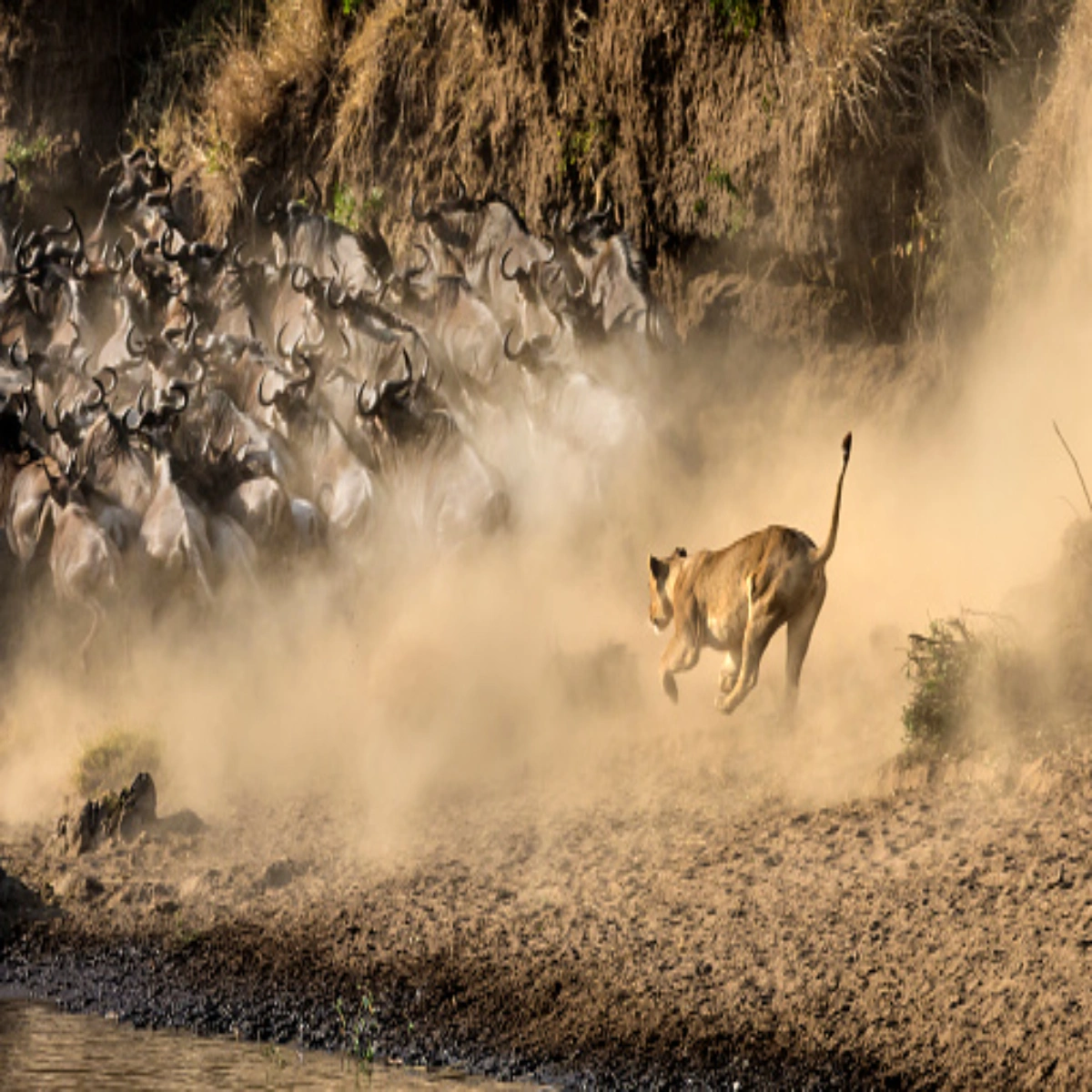 7-Day Masai Mara Great Migration Safari