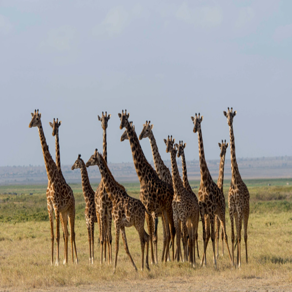 Exclusive 6-Day Solo Kenya Safari Package for a December Adventure