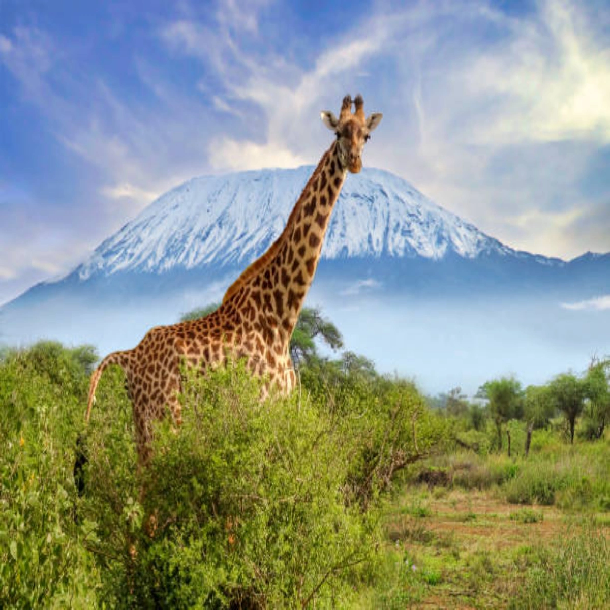 4-Day Tsavo & Kilimanjaro Explorer