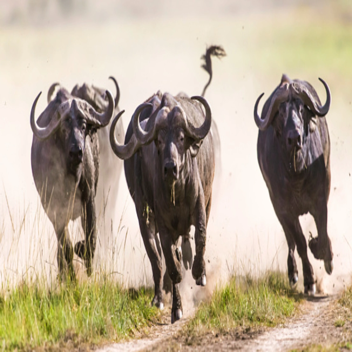 5-Day Rift Valley & Masai Mara Safari