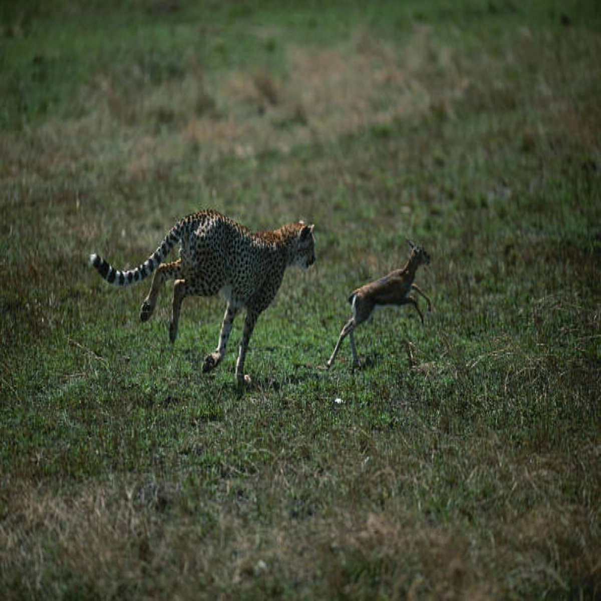 3-Day Masai Mara Budget Group Safari Holiday