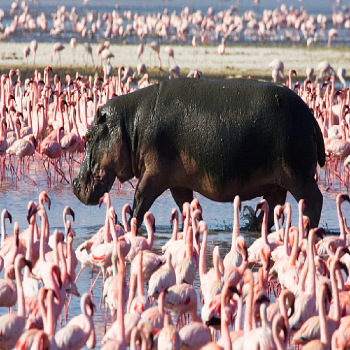 4-Day Nakuru & Masai Mara Group Safari Holiday