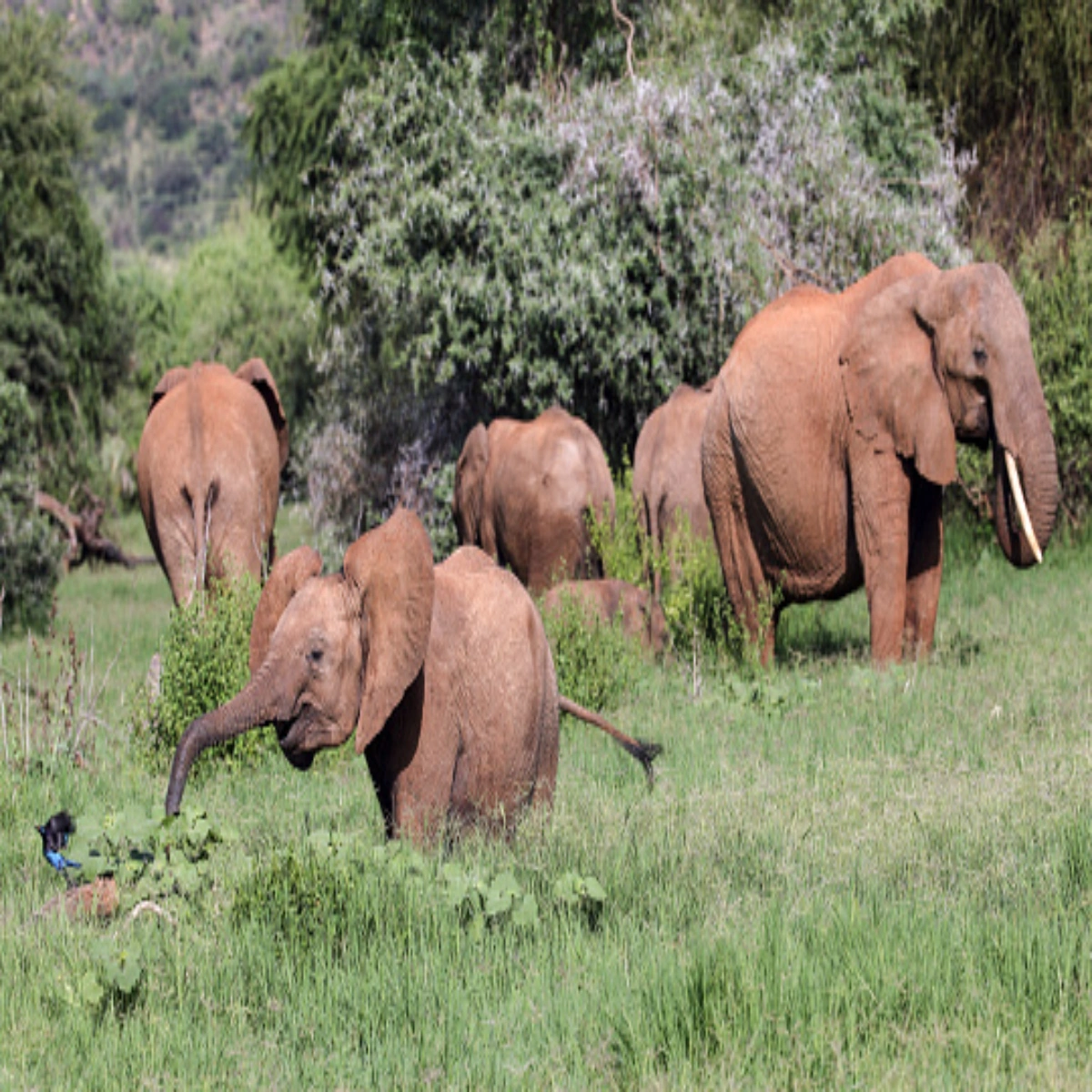 Amboseli Private Safari 3-Day Package with Stunning Wildlife and Landscapes