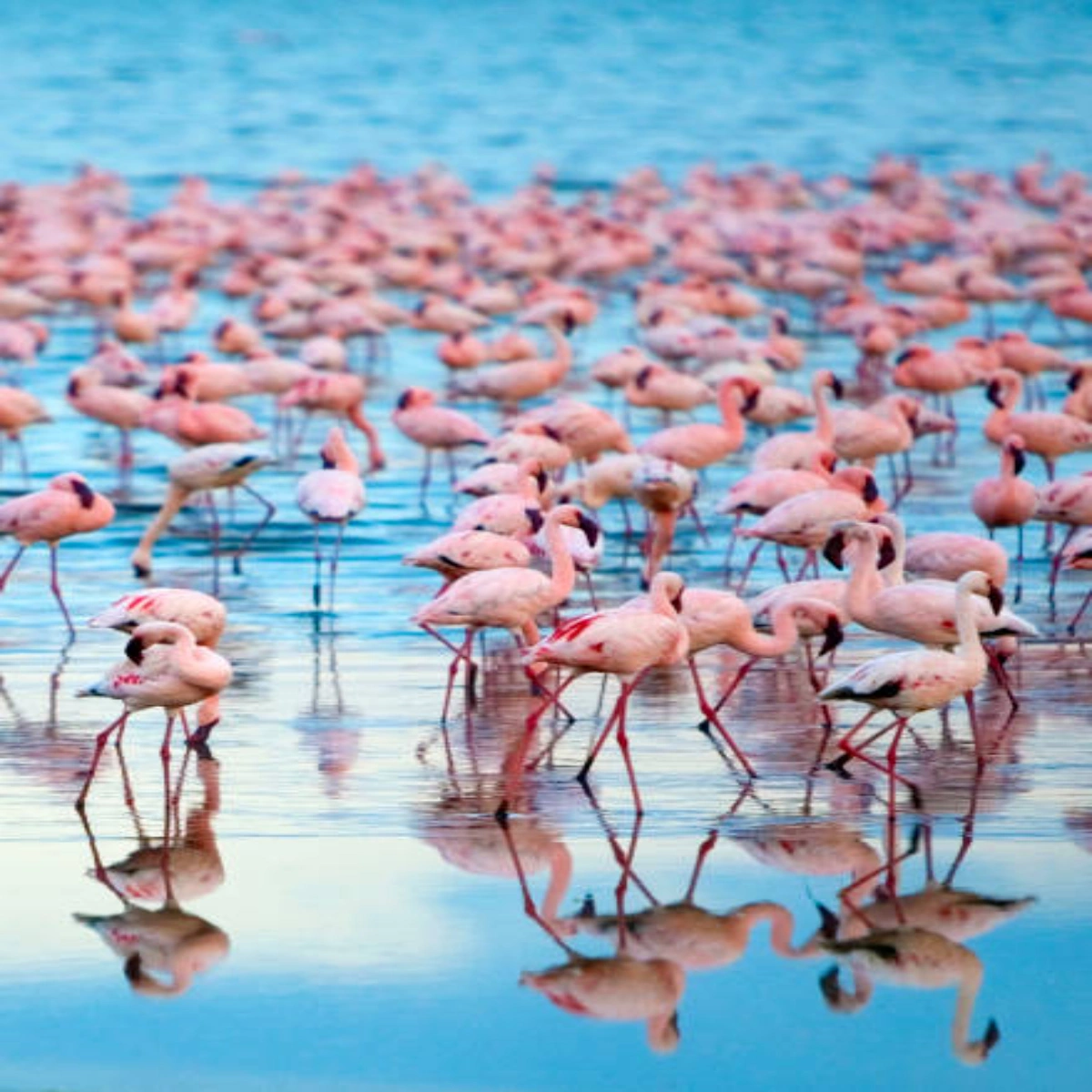 6-Day Mid-Range Amboseli, Nakuru & Mara Couples Safari