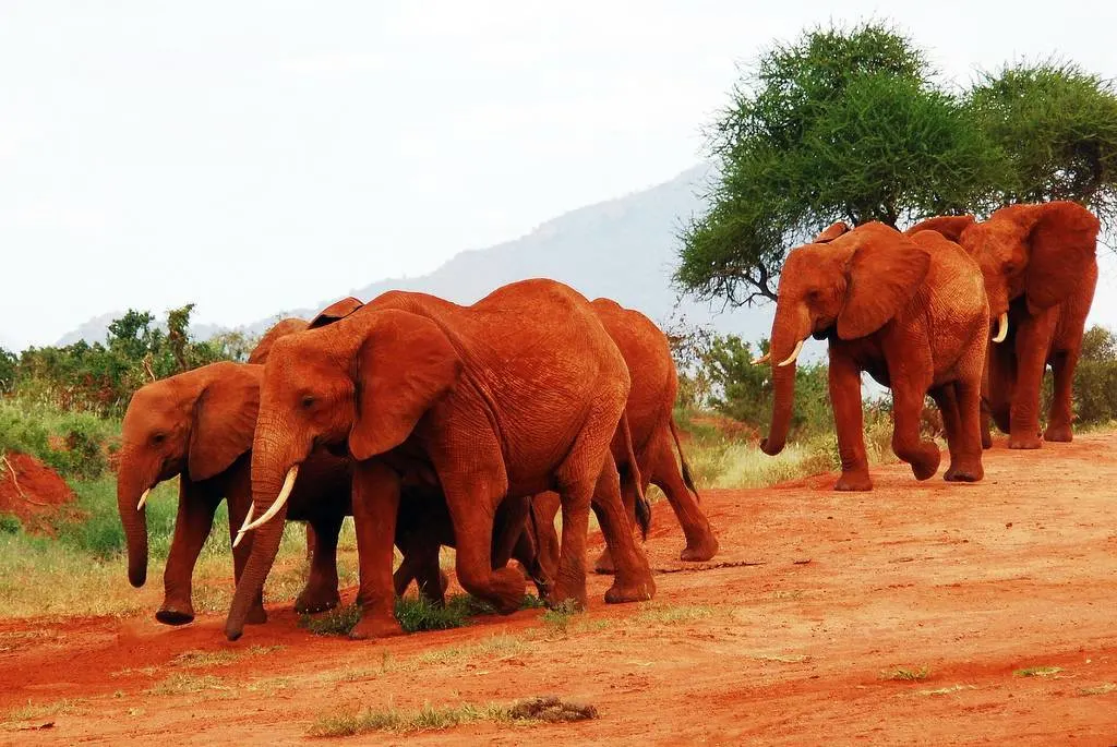 Spot Red Elephants in Tsavo East: UK Guide to Locations