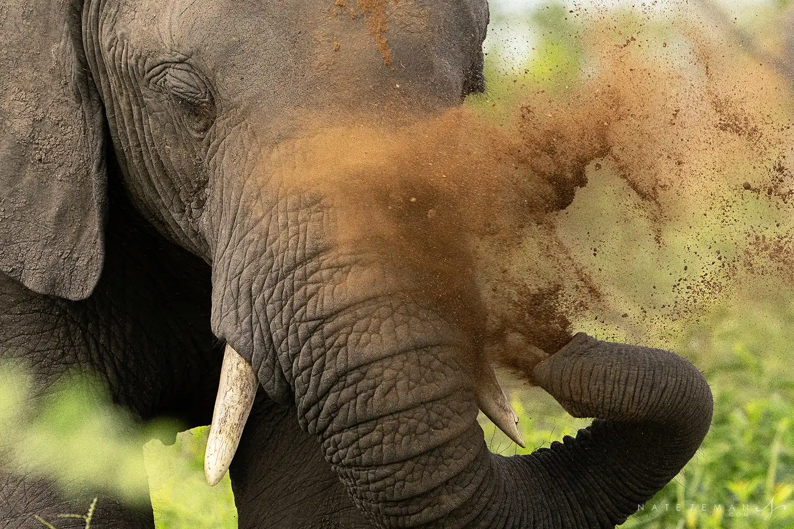 Elephant using its trunk to spray dust over its body