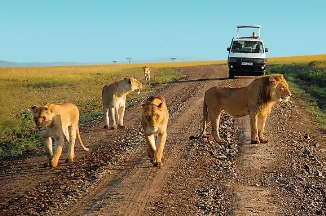 Ashnil Aruba vs Voi Safari Lodge: UK Comparison | Kenya Trails