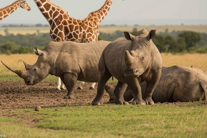 Wildlife and landscape at Ol Pejeta Conservancy in Kenya