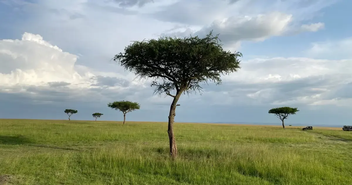 Masai Mara landscape during the lush green season