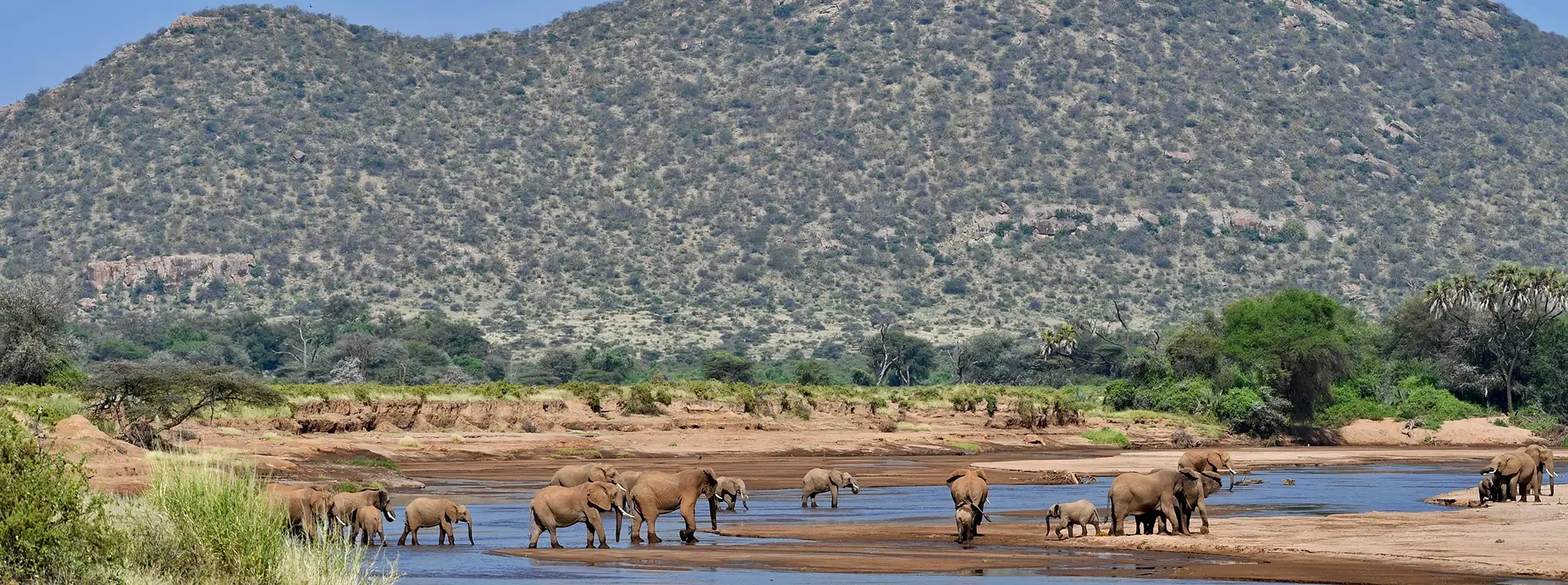 Samburu Special Five Identification Guide UK Safari