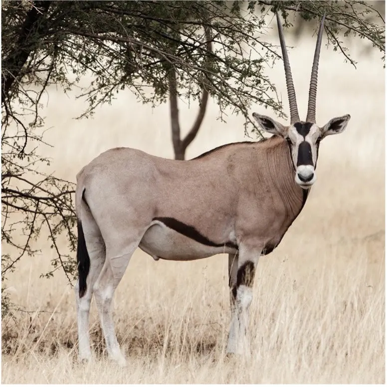 Beisa Oryx showing spear-like horns and black and white facial markings