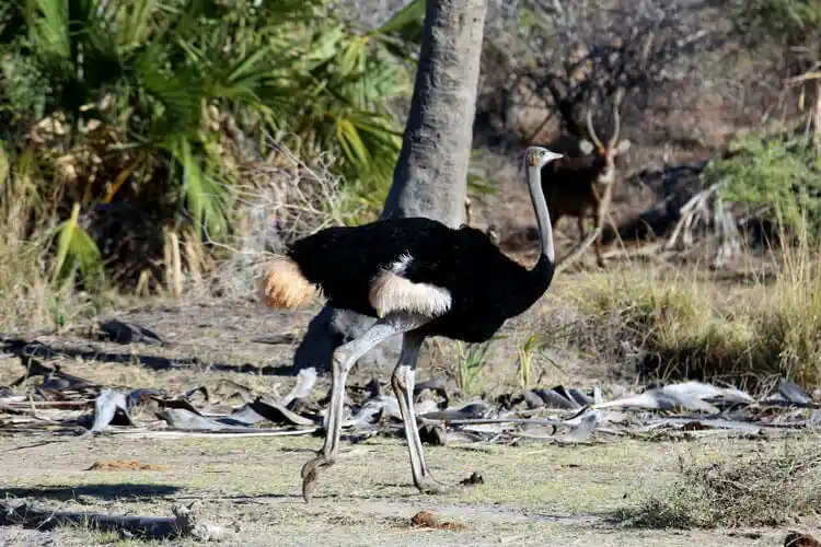 Male Somali Ostrich with distinctive blue neck and legs