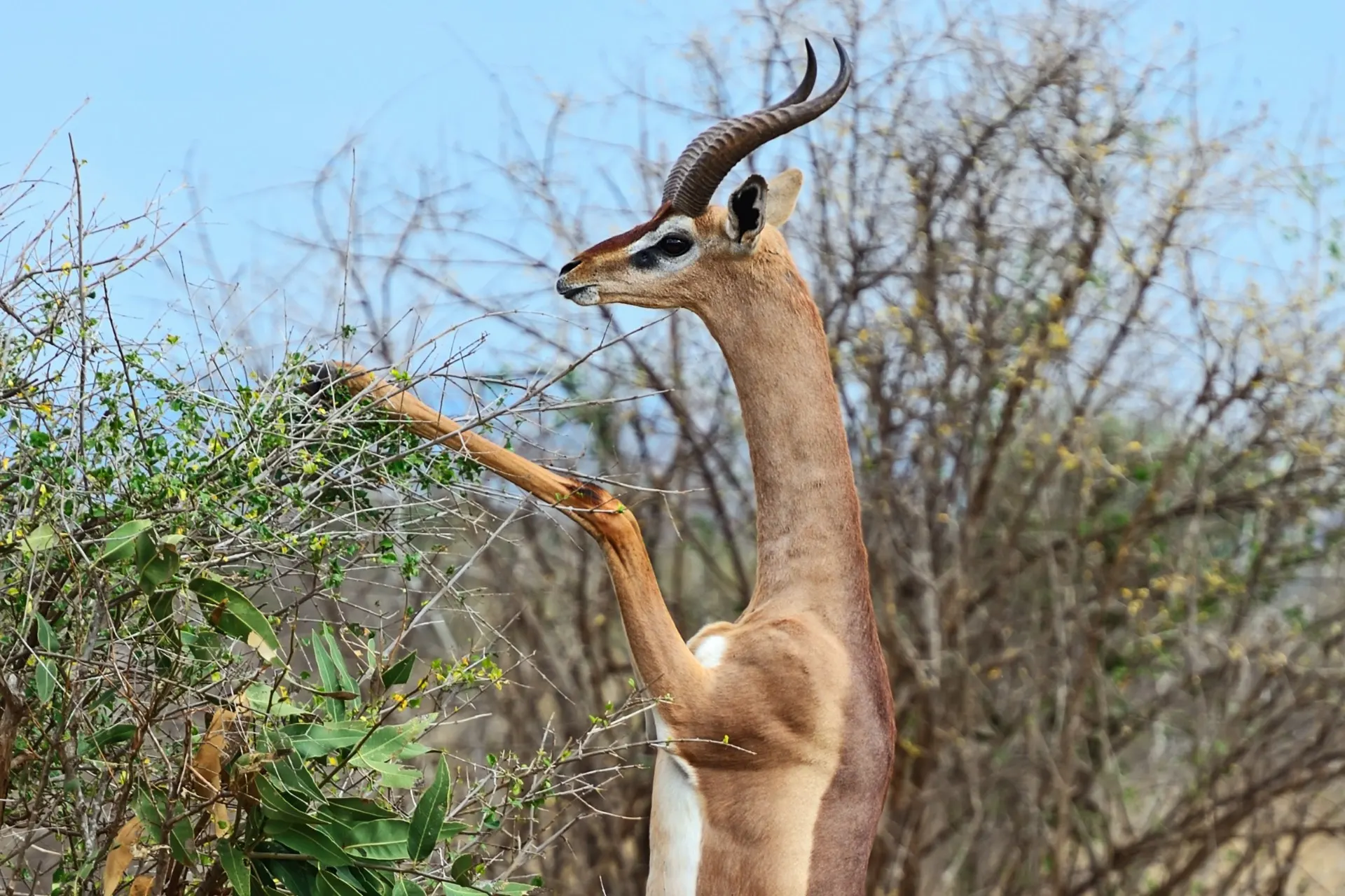 Gerenuk standing on its hind legs to browse acacia leaves