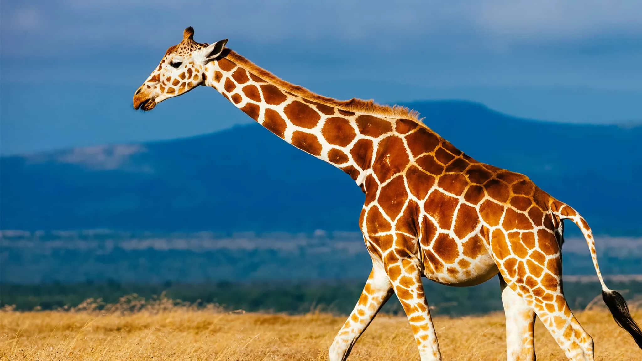 Reticulated Giraffe showing its geometric liver-coloured coat pattern
