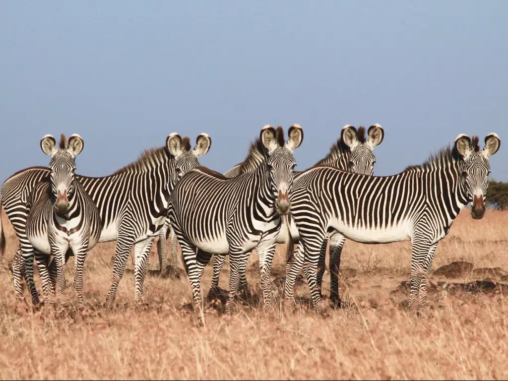 Grevy's Zebra with thin stripes and rounded ears in Samburu