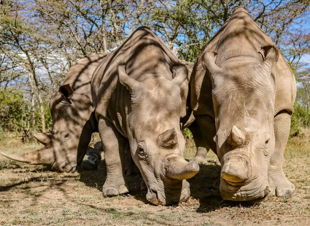 The world's last two northern white rhinos at Ol Pejeta Conservancy
