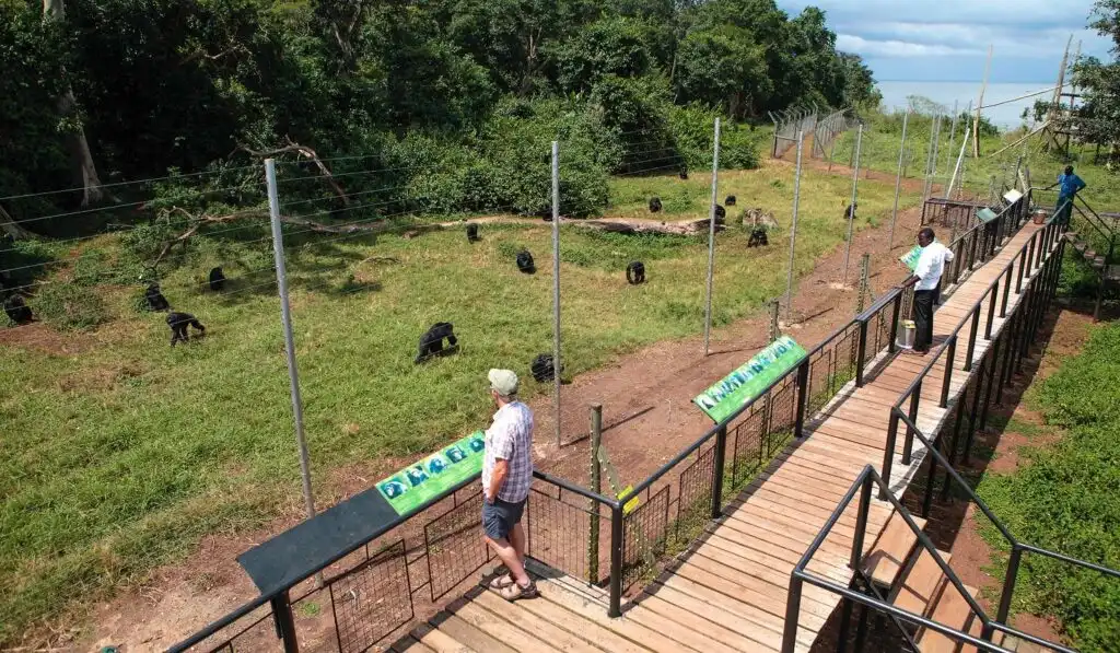 Visitors observing chimpanzees at the Sweetwaters Chimpanzee Sanctuary