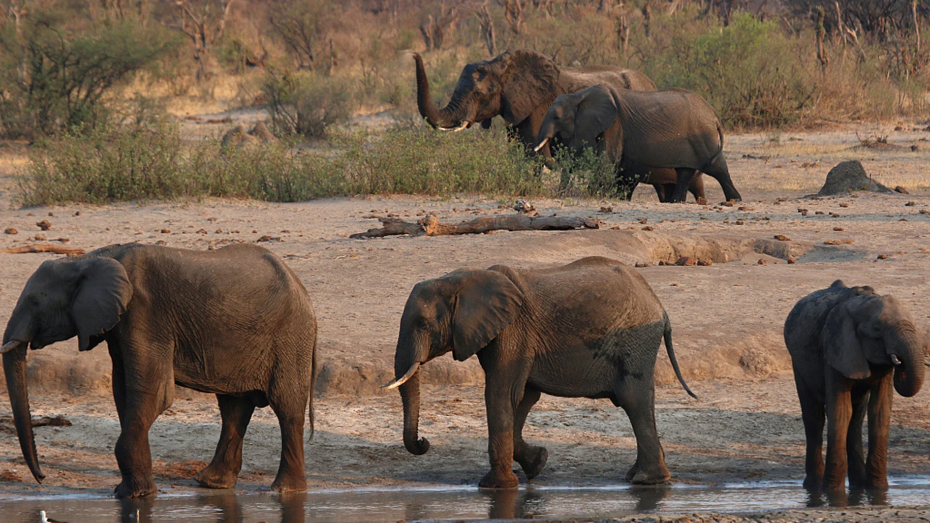 Elephants drinking at a waterhole in Kenya's Laikipia region