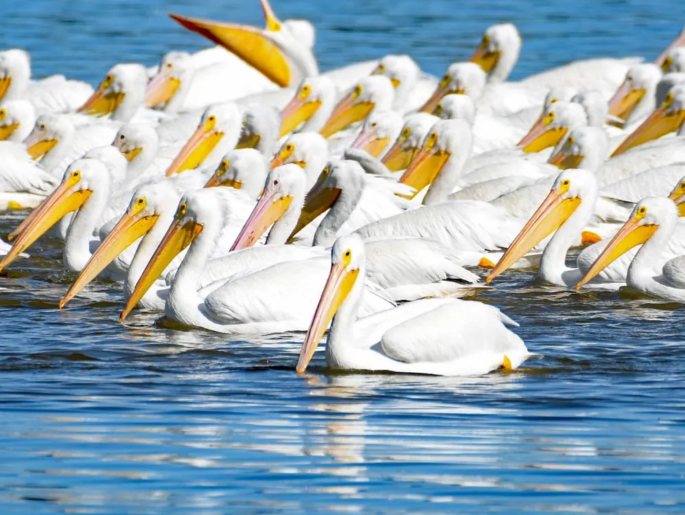 Lake Naivasha Boat Safari: Hippos, Eagles, UK Guide
