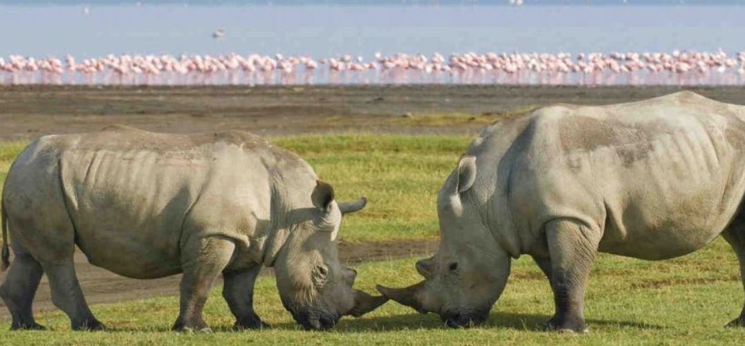 Rhino at the Lake Nakuru National Park rhino sanctuary