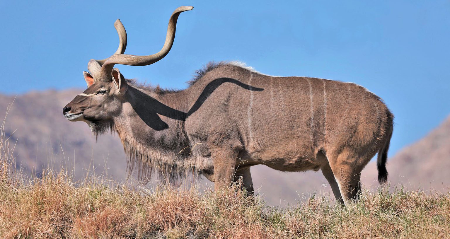 Greater Kudu antelope, found at Lake Bogoria National Reserve