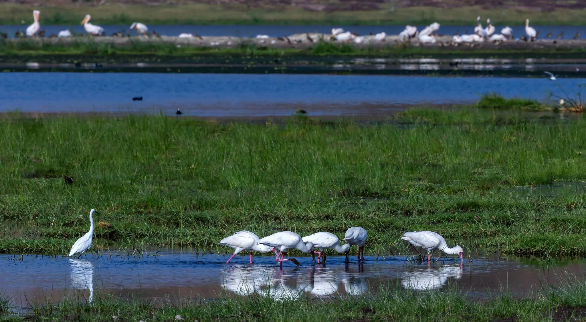 Colourful bird photographed during Kenya's Green Season