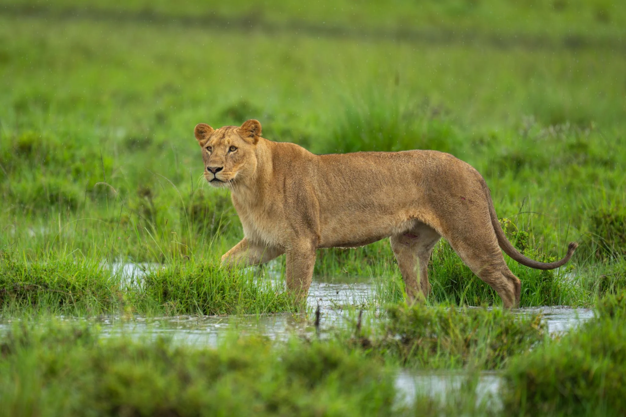 Lion partly concealed by tall grass during Kenya's Green Season
