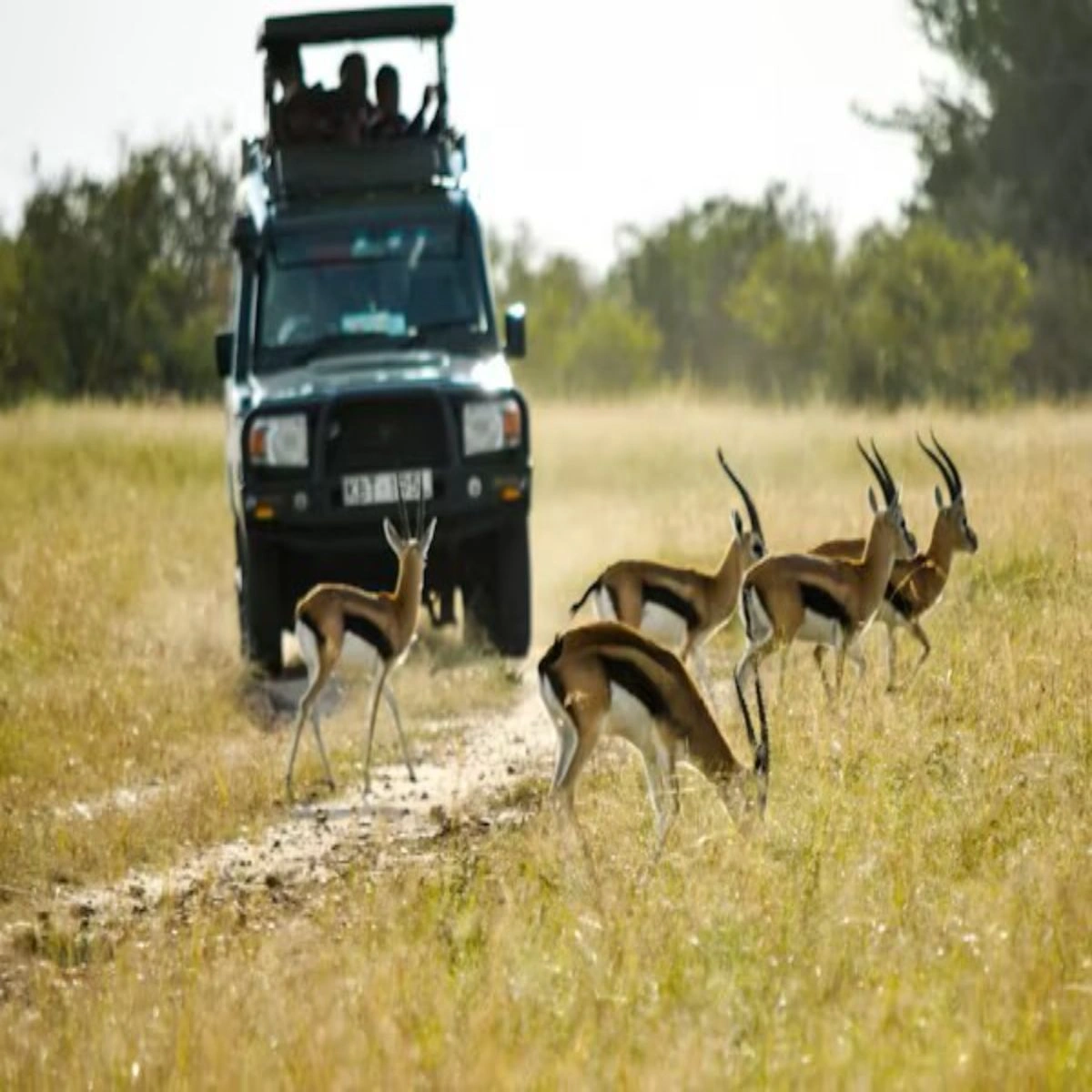Safari vehicle and wildlife in Kenya's Maasai Mara, miles away from urban city centers.