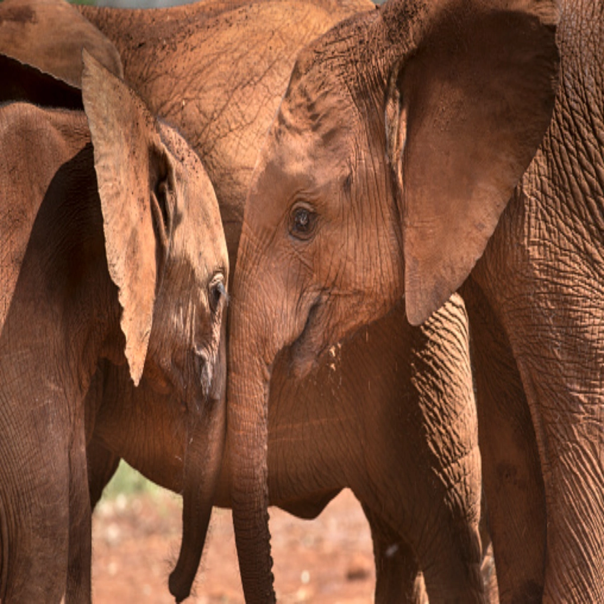 Best Places to Visit in Kenya for First-Timers