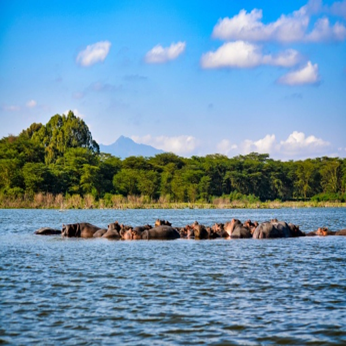 Pod of hippos submerged in the fresh waters of Lake Naivasha during an afternoon boat safari.