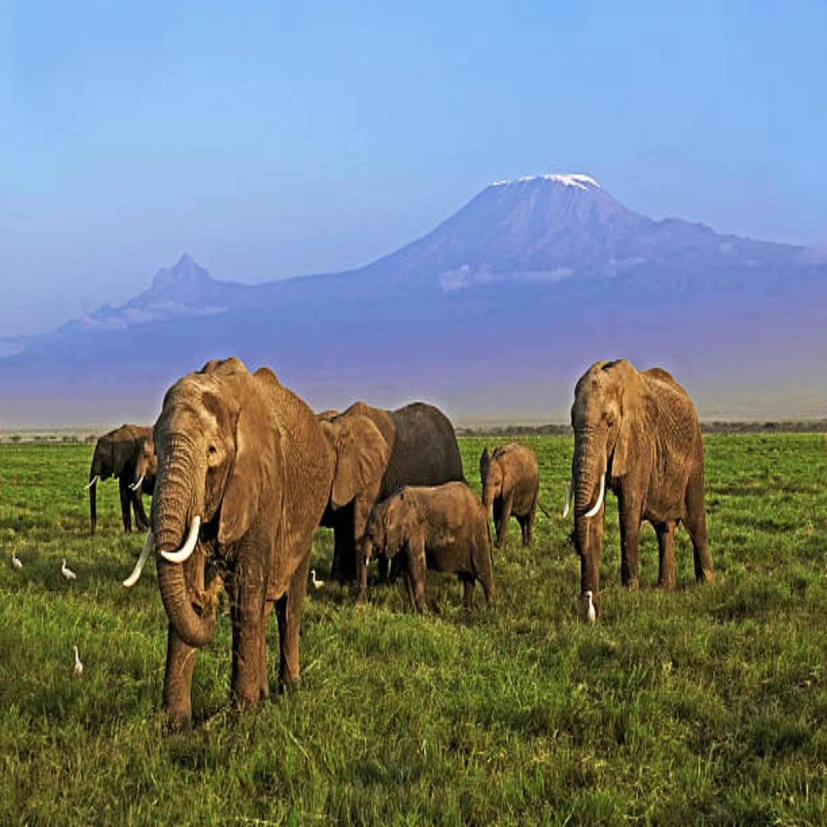 What Makes The Best Safari In Kenya For UK Visitors