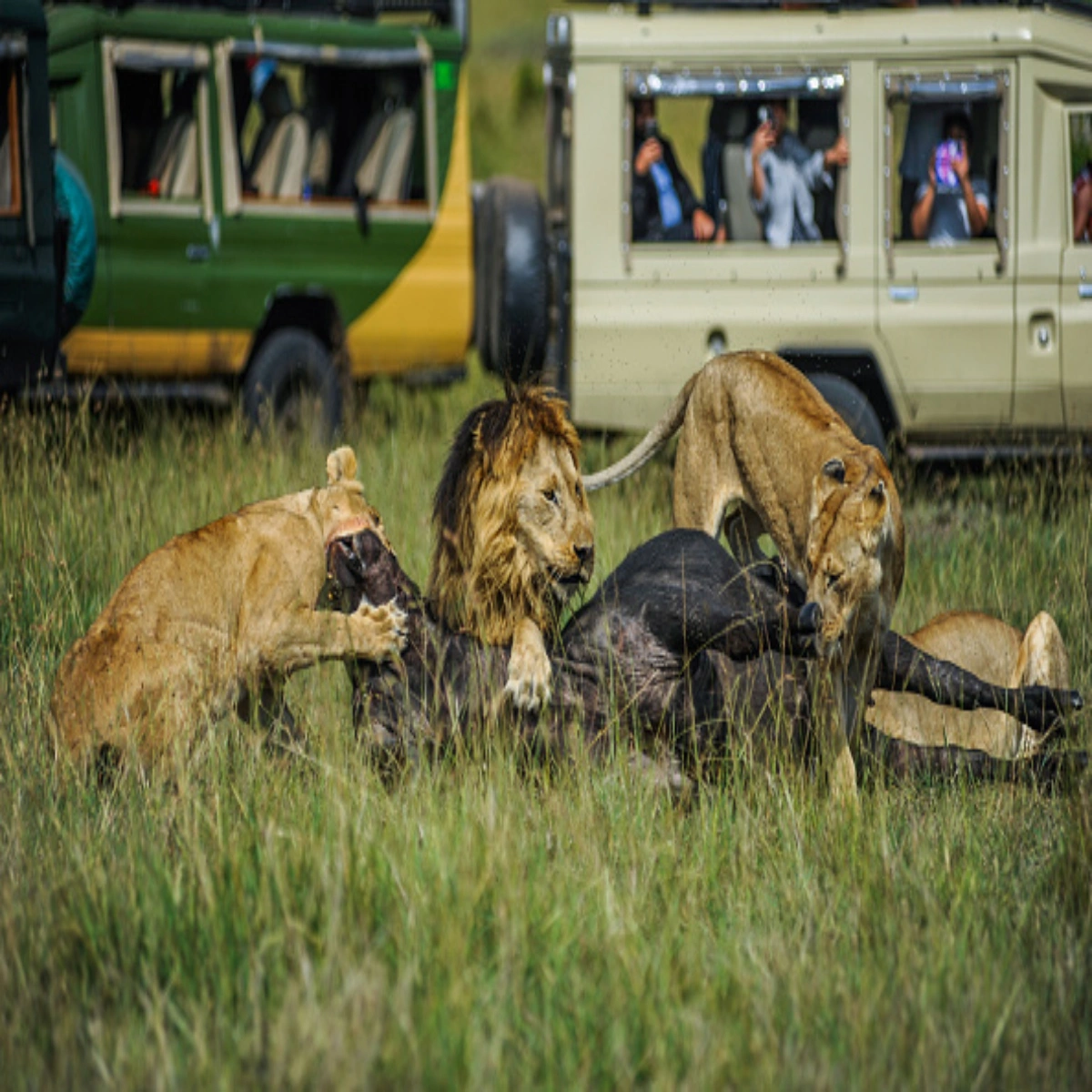 A resident lion resting in the green grass of the Masai Mara during December predator hunting season.