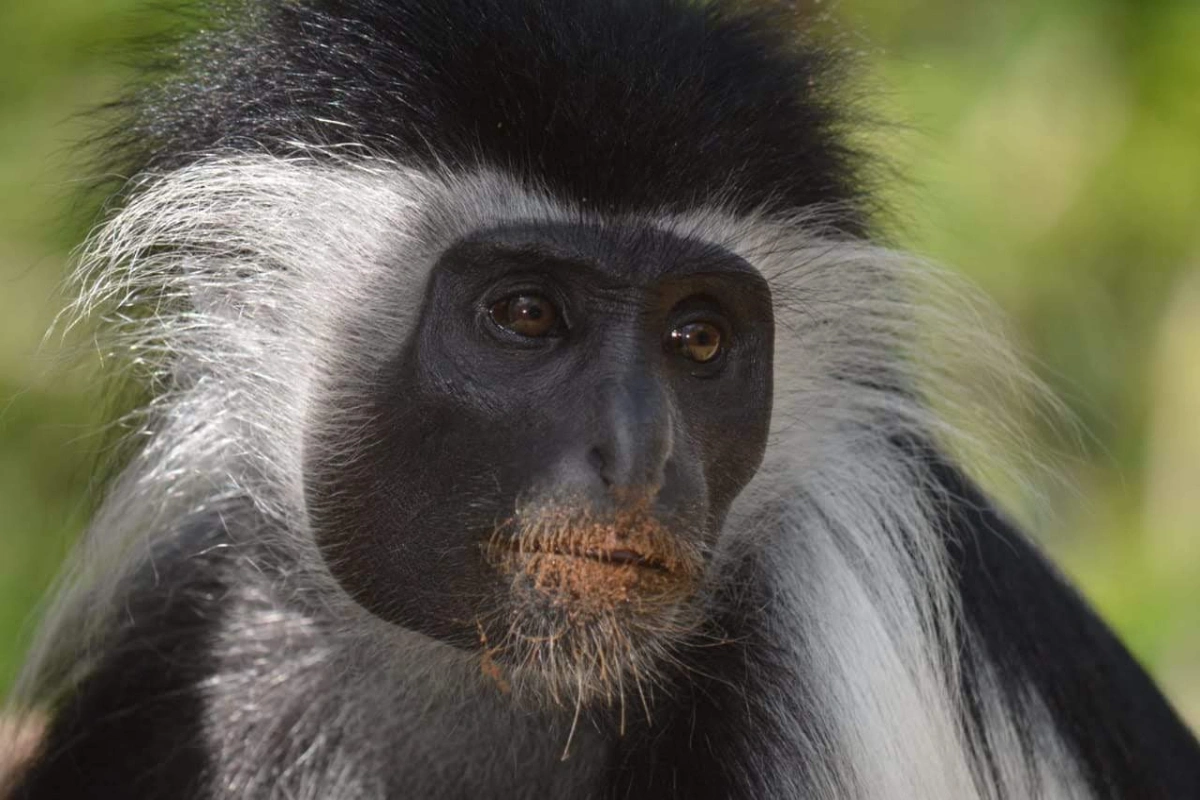 An endangered Angolan black and white colobus monkey in the coastal canopy at the Colobus Conservation Centre in Diani Beach Kenya