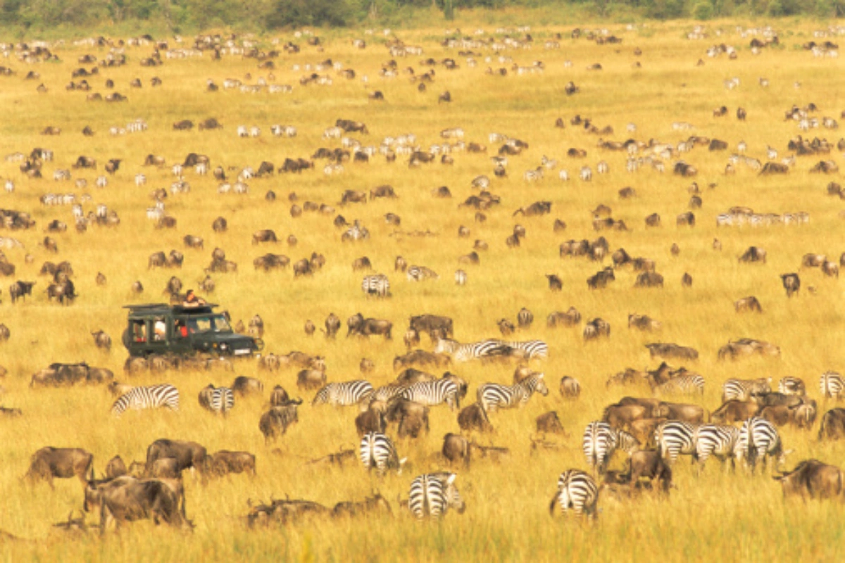Kenya Safari Cost in December High Season Reviews