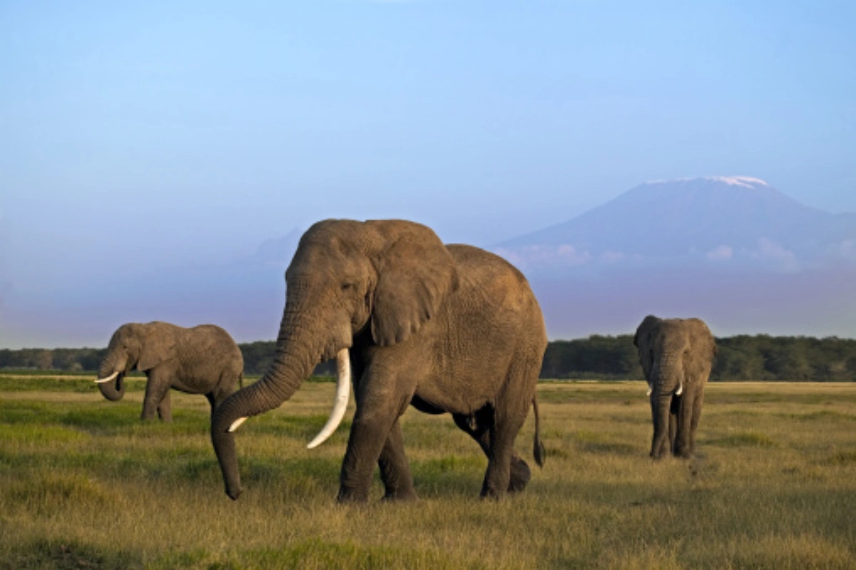 Herd of African elephants walking across the savannah in Amboseli National Park Kenya with Mount Kilimanjaro in the background