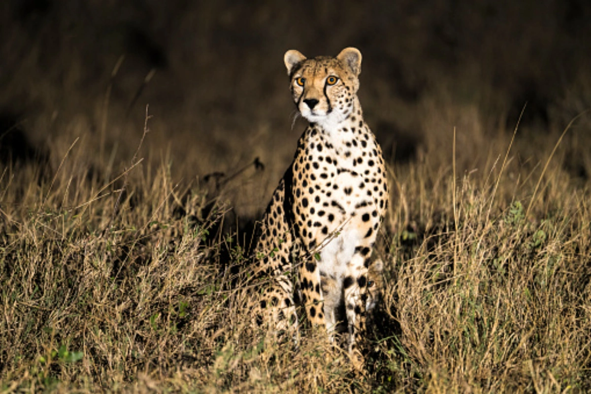 Spotlight night game drive tracking nocturnal wildlife in Mara North Conservancy Kenya.