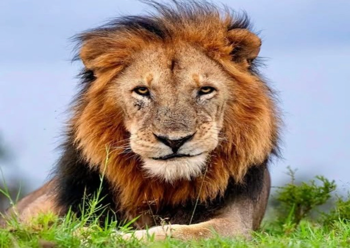 Low-density lion pride viewing in Naboisho Conservancy during a December luxury safari.