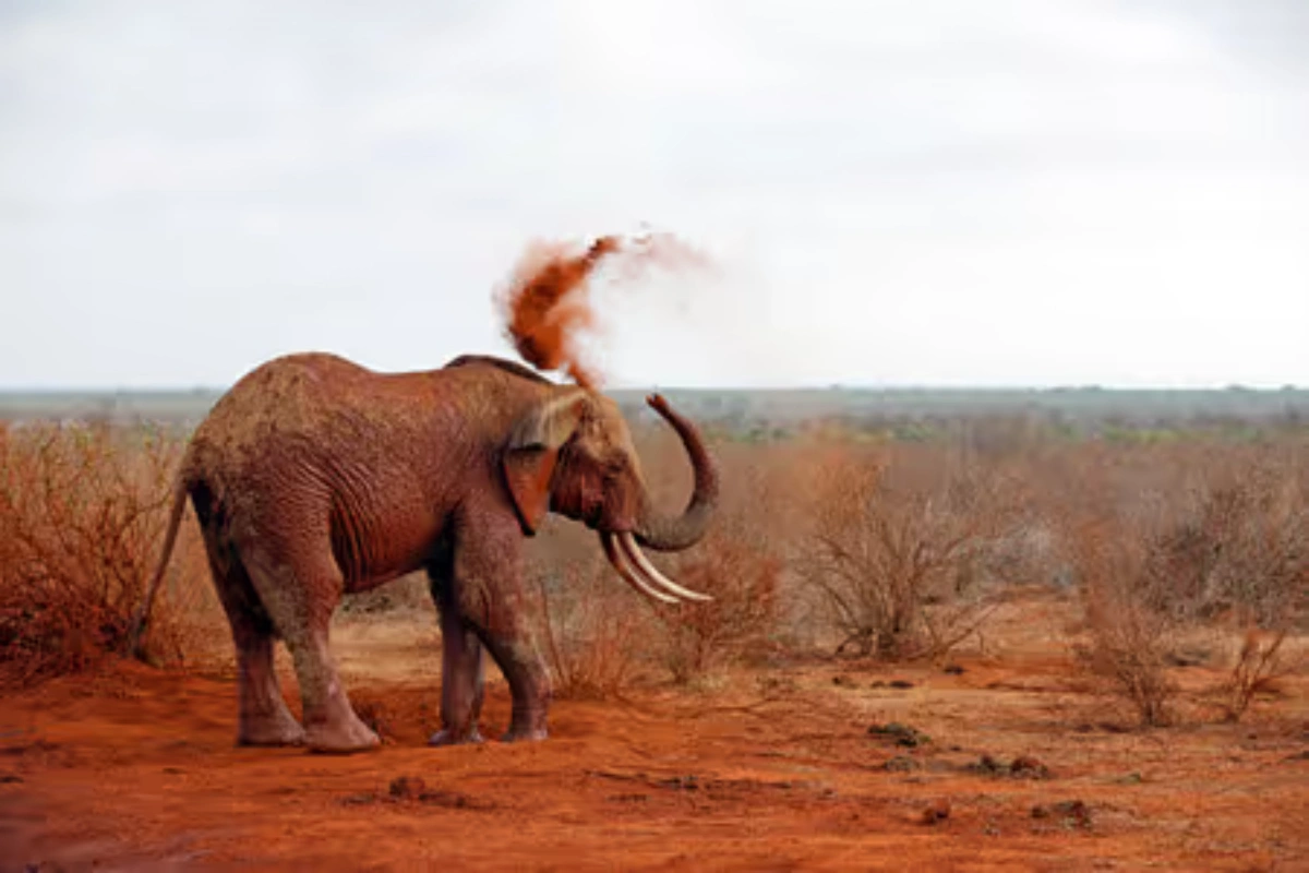 An African elephant spraying fine red volcanic dust over its body at Mudanda Rock in Tsavo East National Park.