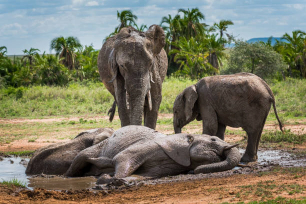 Elephant herd wallowing in red mud for thermoregulation at Aruba Dam in Tsavo East.