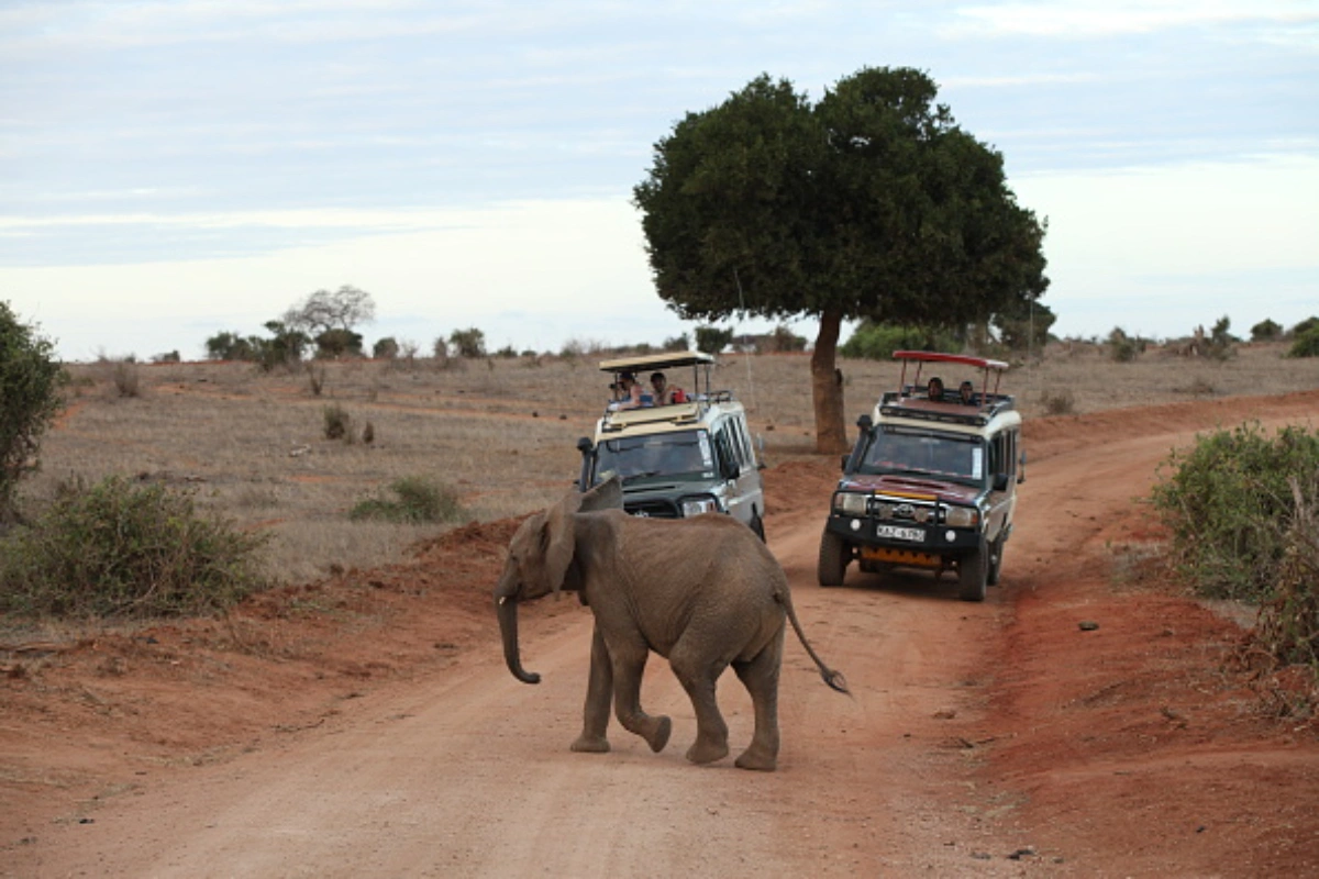 Tourists observing red elephants from a pop-top 4x4 safari vehicle in Tsavo National Park.